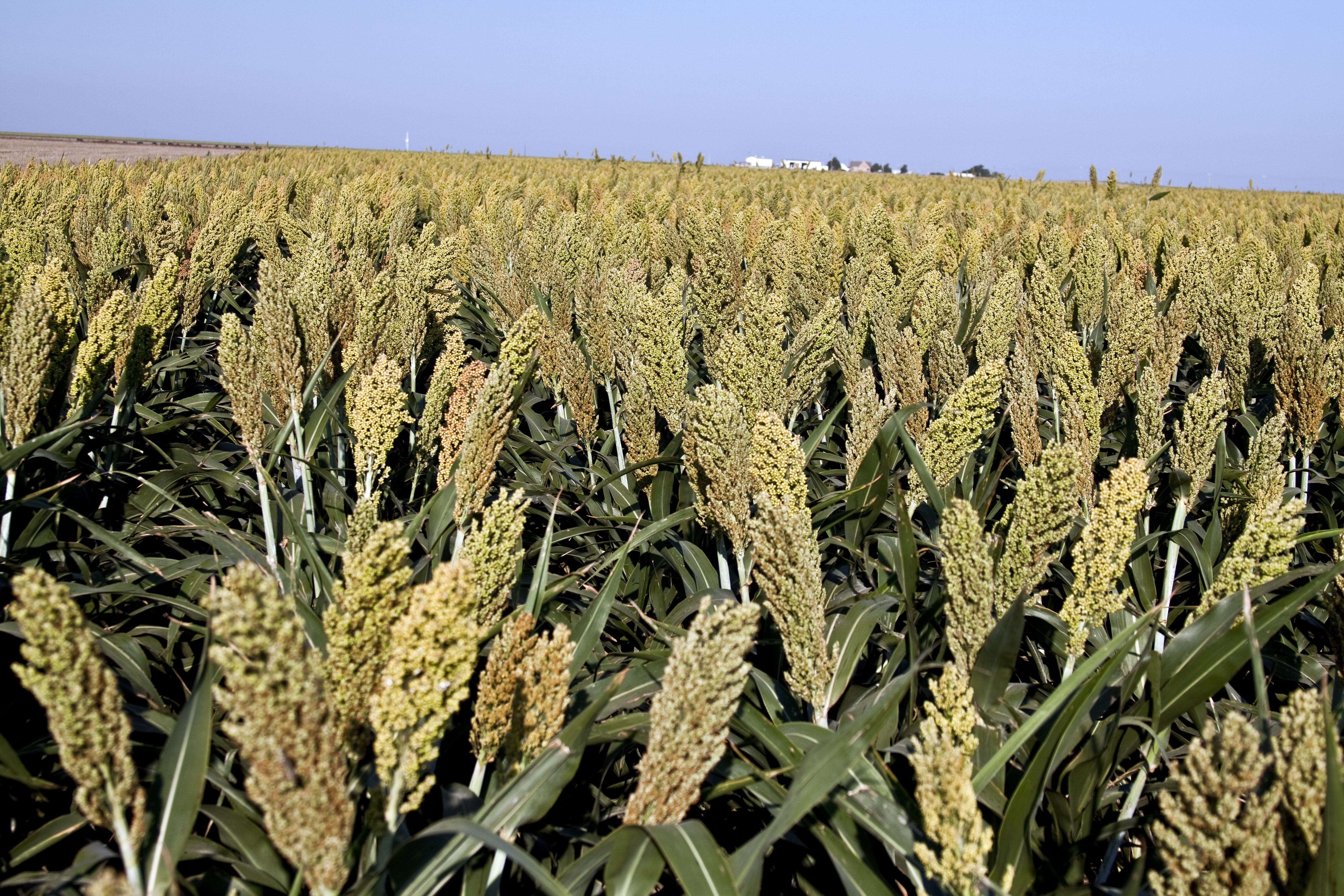Sorghum